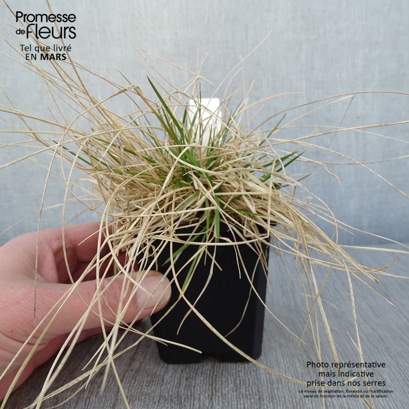 Deschampsia caespitosa Northern Lights Vasetto da 8/9 cm esemplare consegnato in inverno