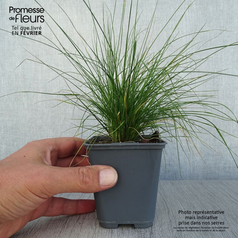 Esemplare di Deschampsia caespitosa Vivipara Vasetto da 8/9 cm come consegnato in autunno