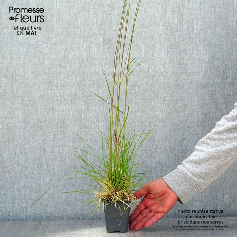 Deschampsia caespitosa Vivipara Vasetto da 8/9 cm esemplare consegnato in primavera