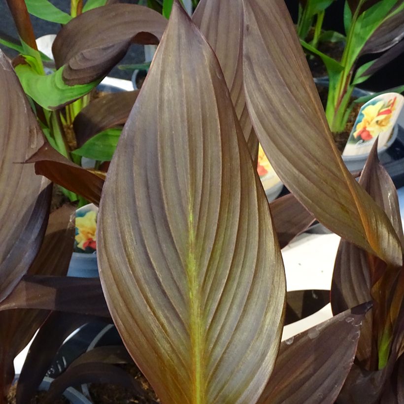 Canna Mme Angèle Martin (Fogliame)