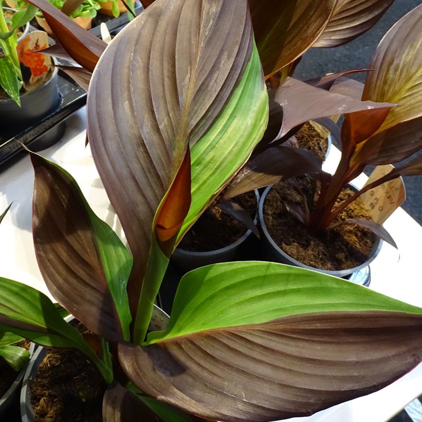 Canna Cleopatra (Fogliame)
