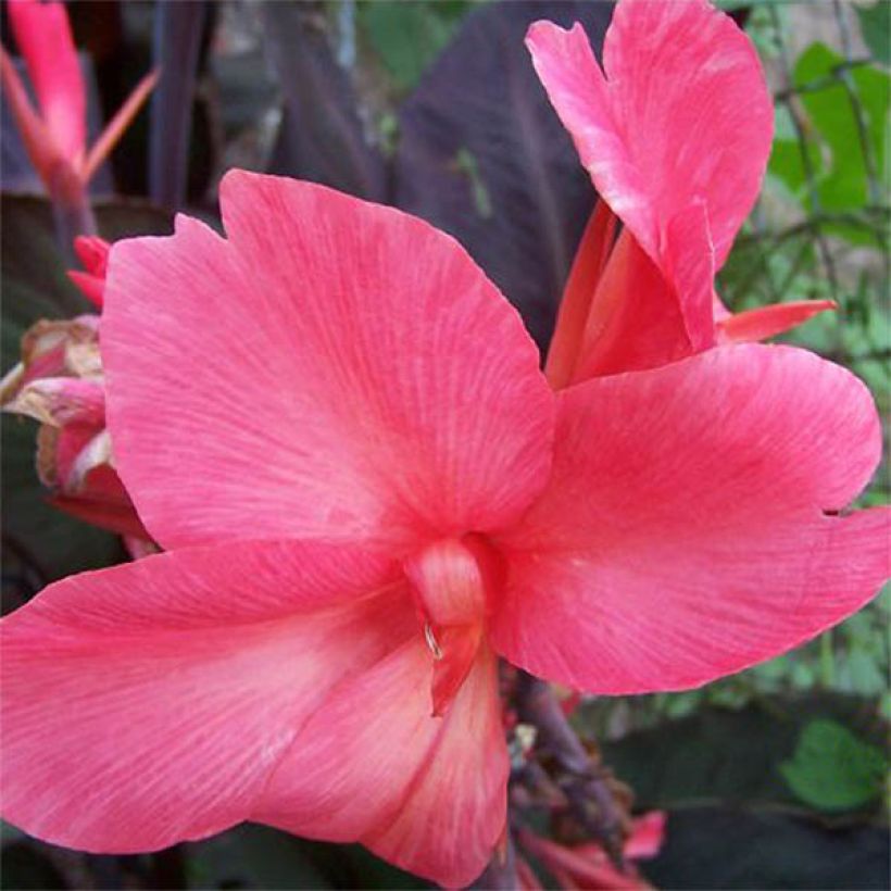 Canna Felix Roux (Fioritura)