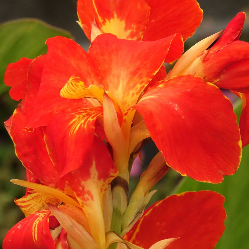 Canna Lucifer (Fioritura)