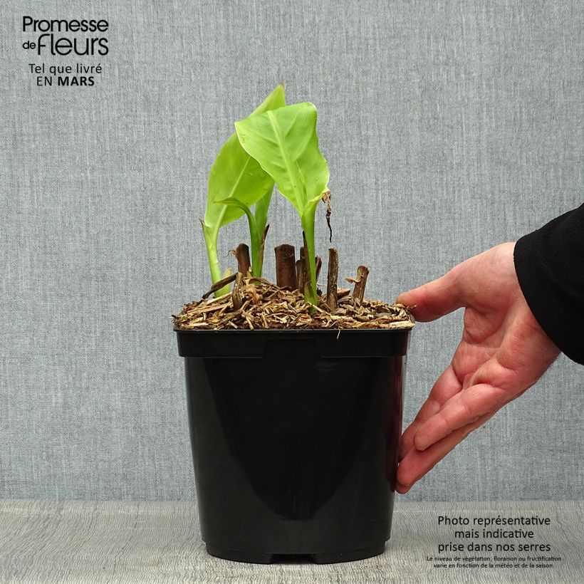 Canna edulis - Canna d'India Vaso da 2L/3L esemplare consegnato in primavera