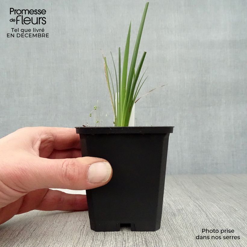 Dierama pulcherrimum Vasetto da 8/9 cm esemplare consegnato in inverno