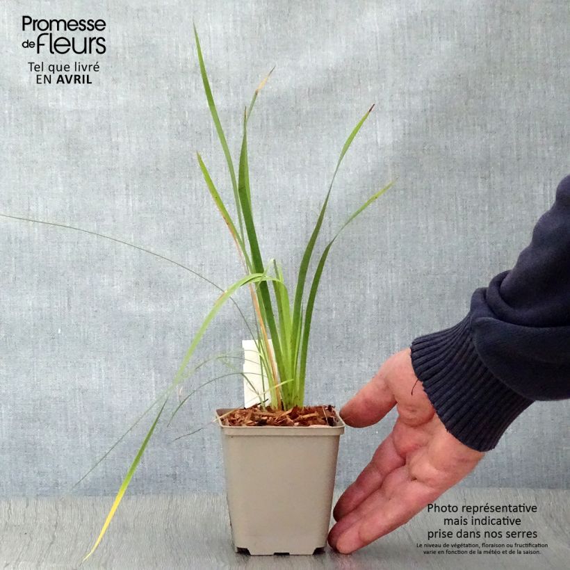 Dierama pulcherrimum Vasetto da 8/9 cm esemplare consegnato in primavera