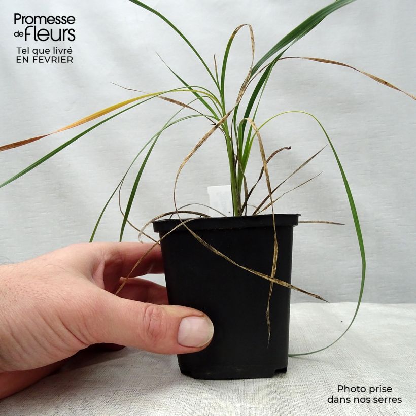 Dierama trichorhizum Vasetto da 8/9 cm esemplare consegnato in inverno