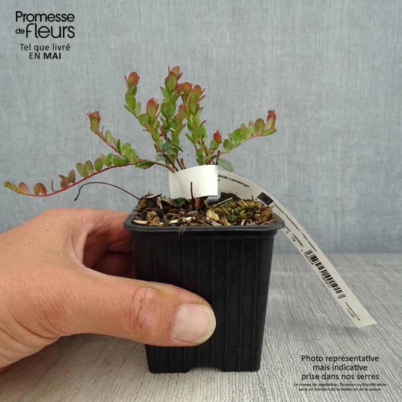 Vaccinium macrocarpon Pilgrim - Mirtillo rosso americano Vasetto da 8/9 cm esemplare consegnato in primavera