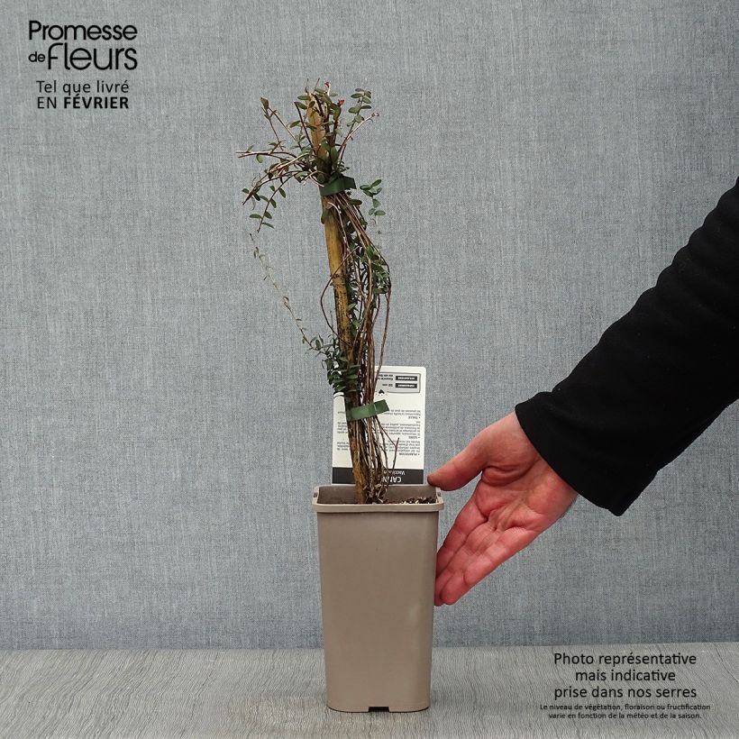 Vaccinium macrocarpon - Mirtillo rosso americano Vaso da 1,5L/2L, A cespuglio esemplare consegnato in inverno