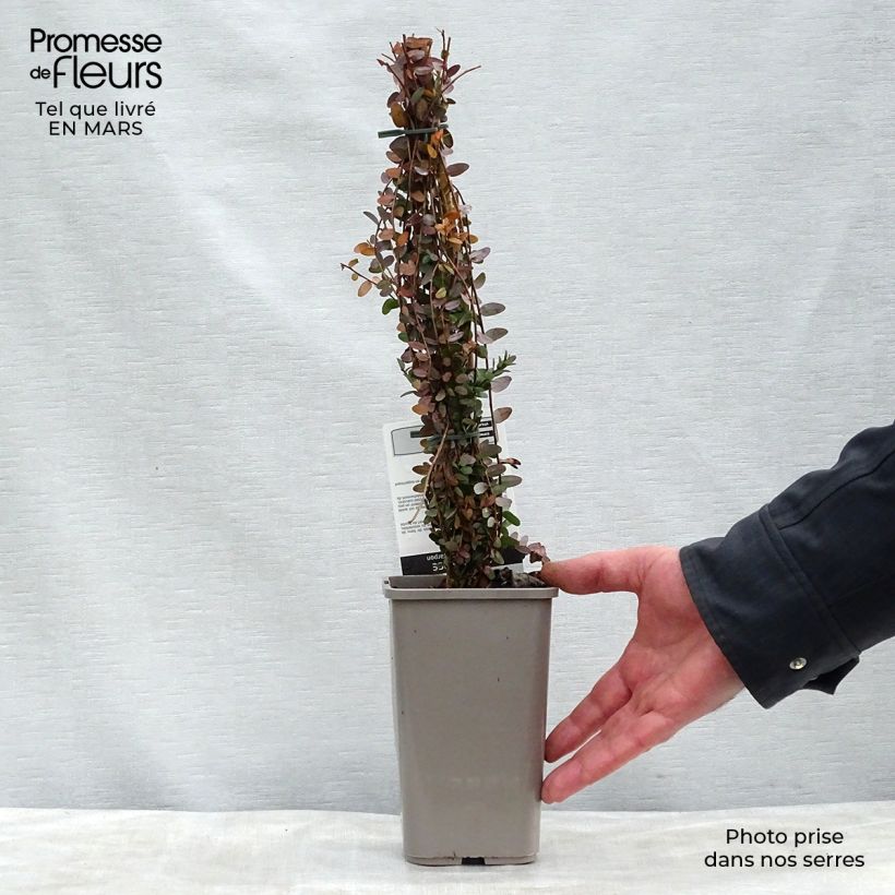 Vaccinium macrocarpon - Mirtillo rosso americano Vaso da 1,5L/2L, A cespuglio esemplare consegnato in primavera