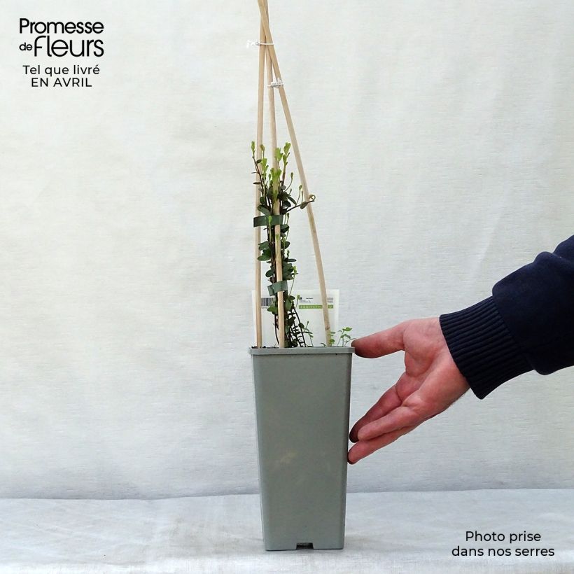 Vaccinium macrocarpon Early Black - Mirtillo rosso americano Vaso da 1,5L/2L, A cespuglio esemplare consegnato in primavera