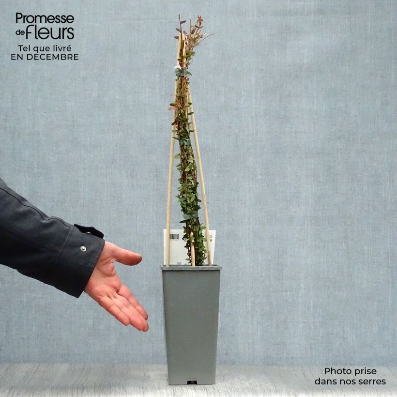 Vaccinium macrocarpon Early Black - Mirtillo rosso americano Vaso da 1,5L/2L, A cespuglio esemplare consegnato in inverno