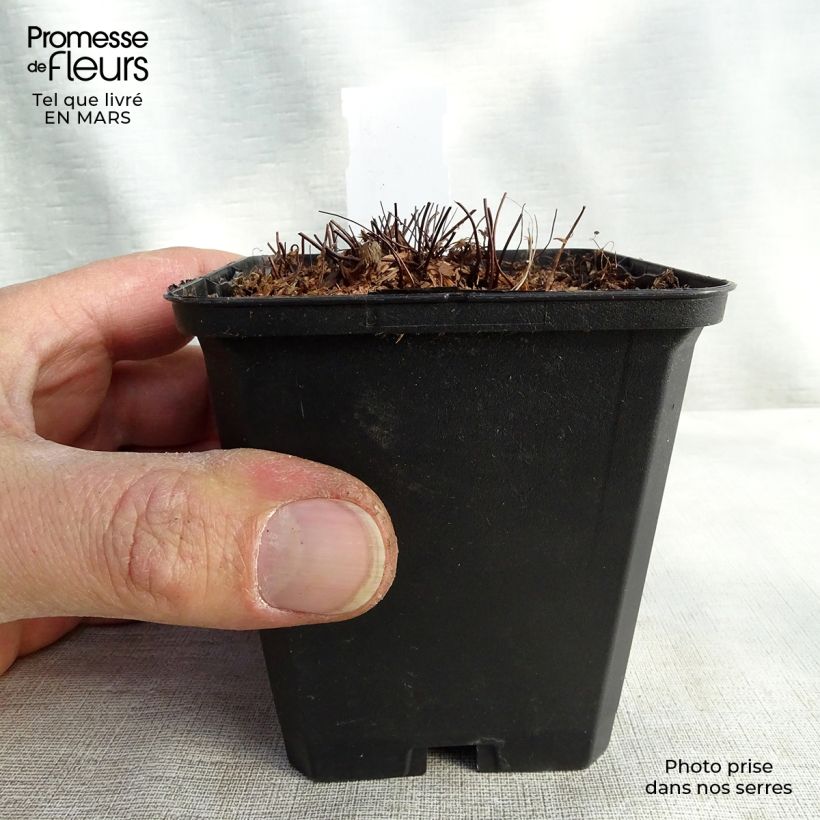 Adiantum venustum - Felce capelvenere Vasetto da 8/9 cm esemplare consegnato in primavera