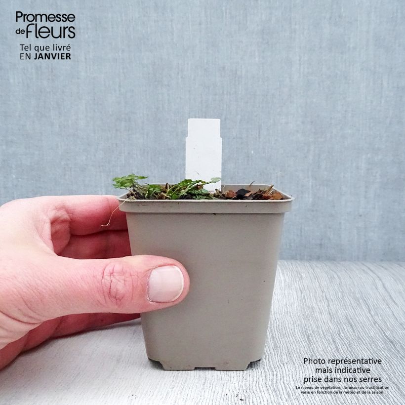 Cardamine pratensis Flore Pleno - Billeri dei prati Vasetto da 8/9 cm esemplare consegnato in inverno