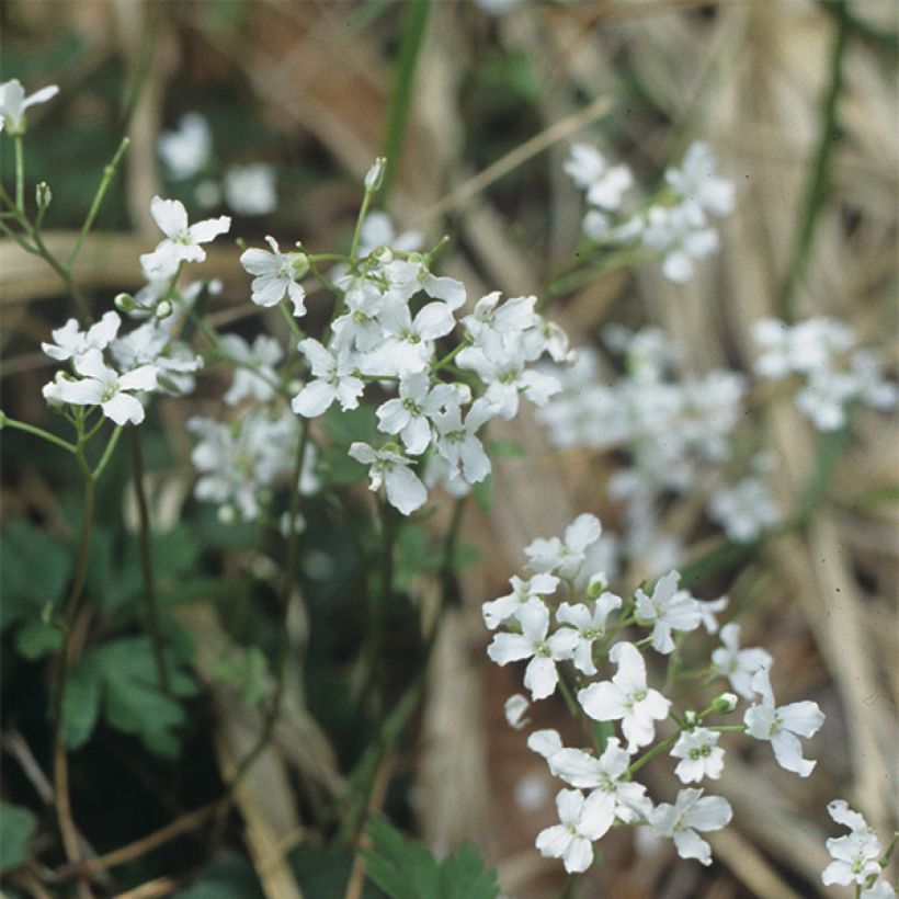 Cardamine trifolia - Billeri a tre foglie (Fioritura)