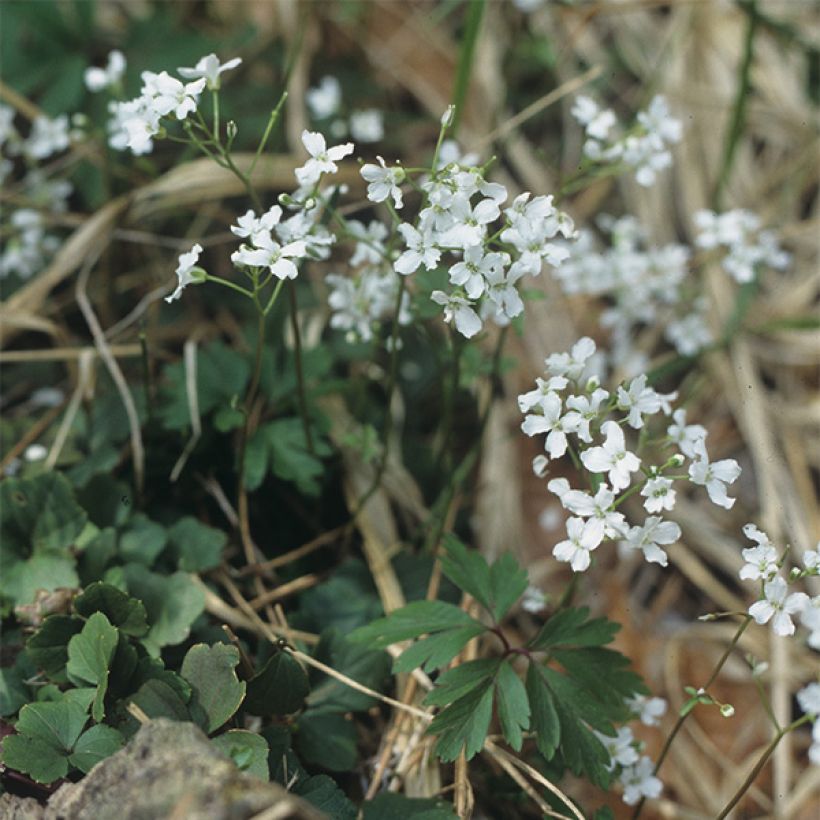Cardamine trifolia - Billeri a tre foglie (Porto)