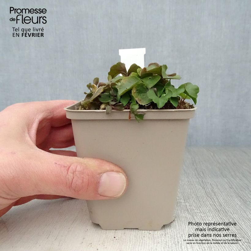 Cardamine trifolia - Billeri a tre foglie Vasetto da 8/9 cm esemplare consegnato in inverno