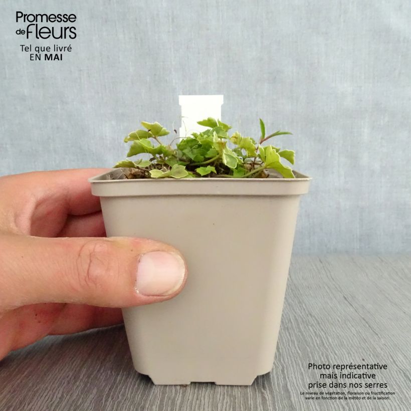 Cardamine trifolia - Billeri a tre foglie Vasetto da 8/9 cm esemplare consegnato in primavera