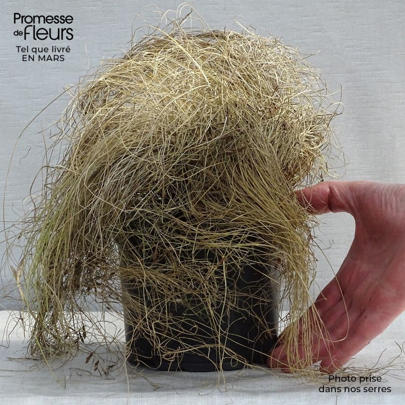 Carex comans Frosted Curls Vaso da 2L/3L esemplare consegnato in inverno