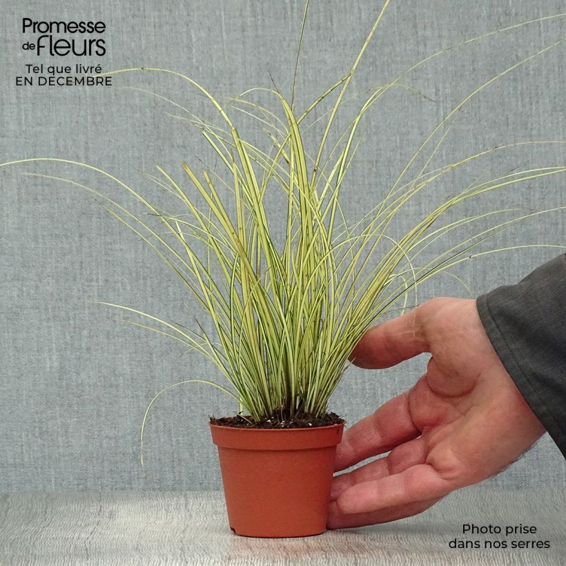 Carex brunnea Jenneke Vasetto da 8/9 cm esemplare consegnato in inverno