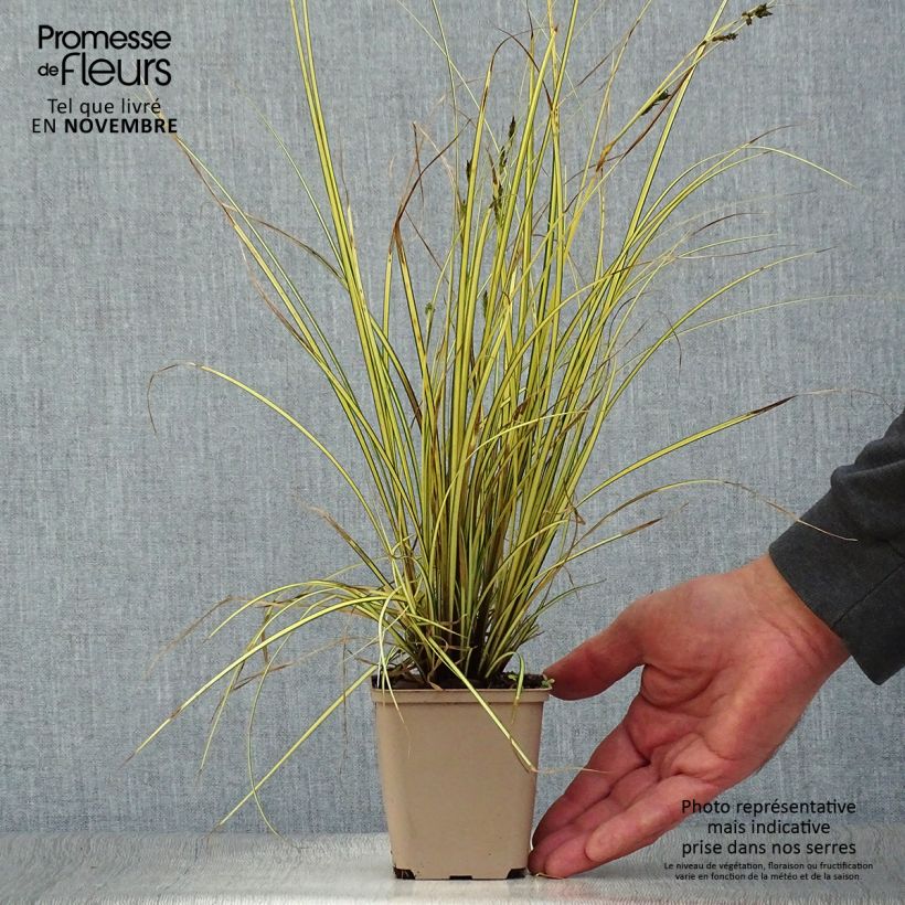 Esemplare di Carex brunnea Jenneke Vasetto da 8/9 cm come consegnato in autunno