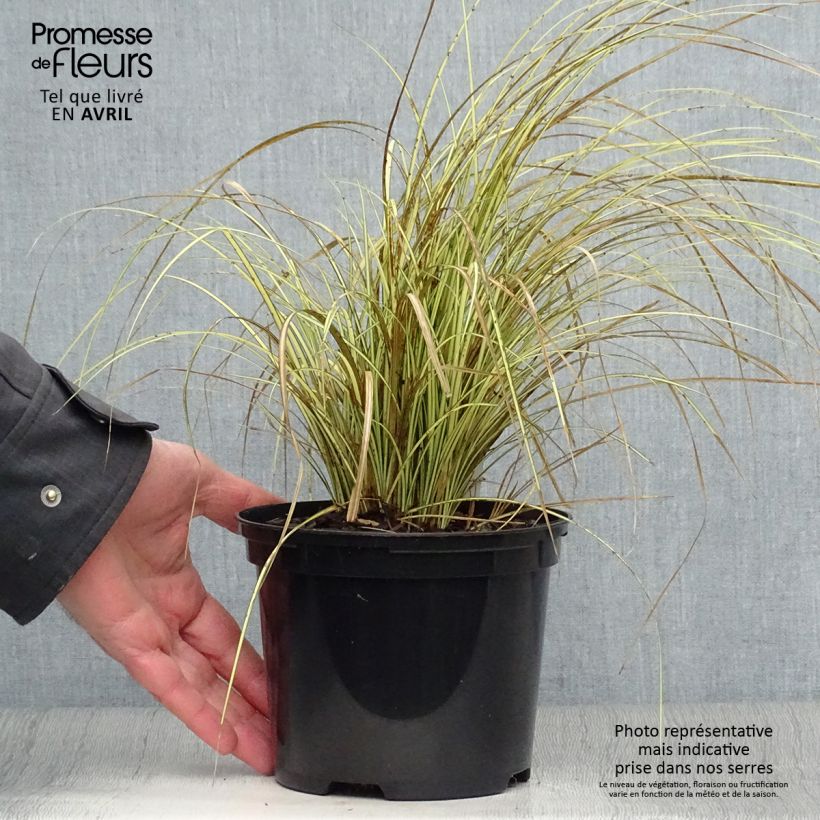 Carex brunnea Jenneke Vaso da 2L/3L esemplare consegnato in primavera