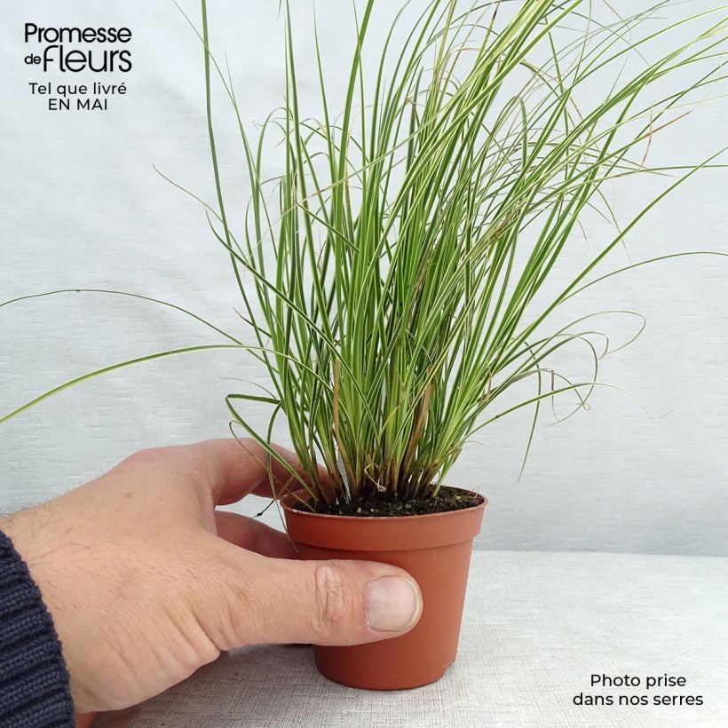 Carex brunnea Variegata Vasetto da 8/9 cm esemplare consegnato in primavera