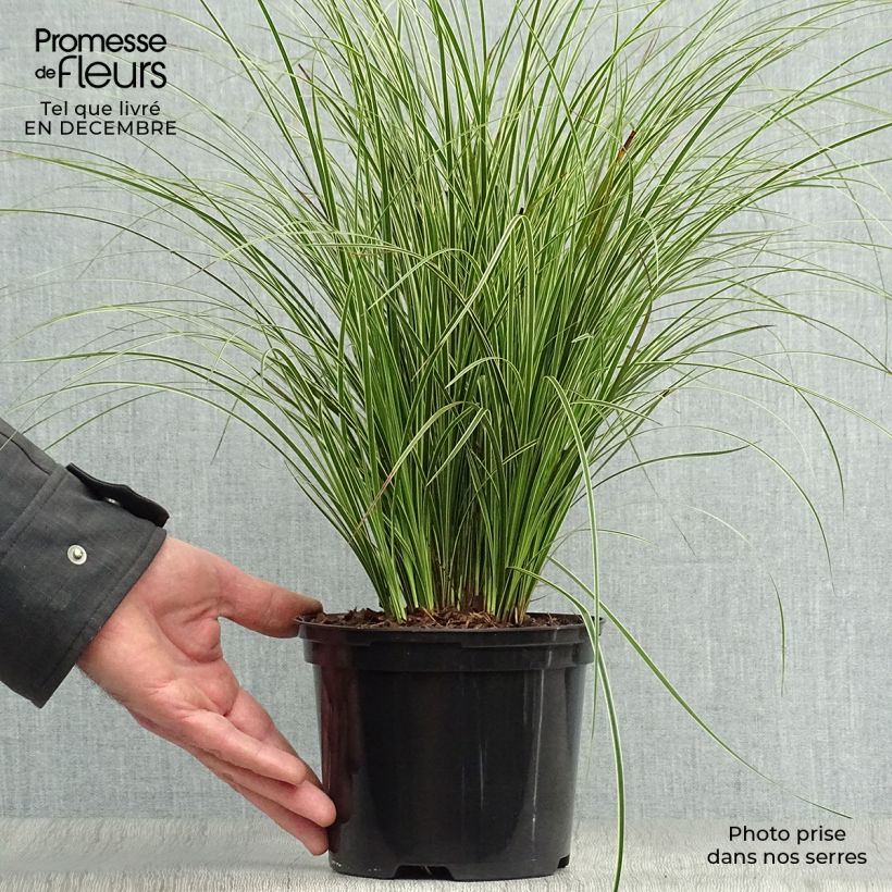 Carex brunnea Variegata Vaso da 2L/3L esemplare consegnato in inverno