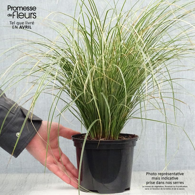 Carex brunnea Variegata Vaso da 2L/3L esemplare consegnato in primavera