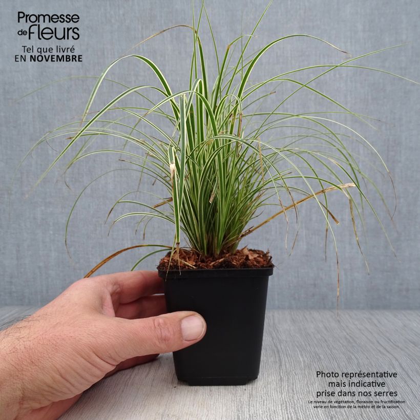 Esemplare di Carex brunnea Variegata Vasetto da 8/9 cm come consegnato in autunno