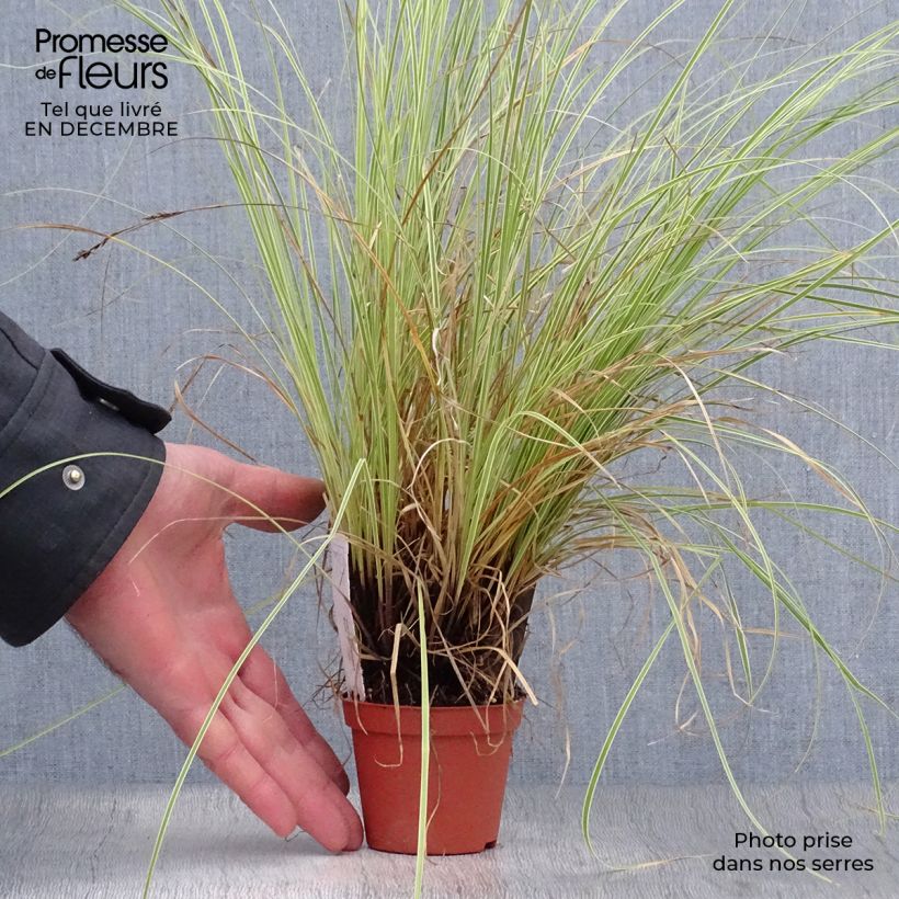 Carex brunnea Variegata Vasetto da 8/9 cm esemplare consegnato in inverno