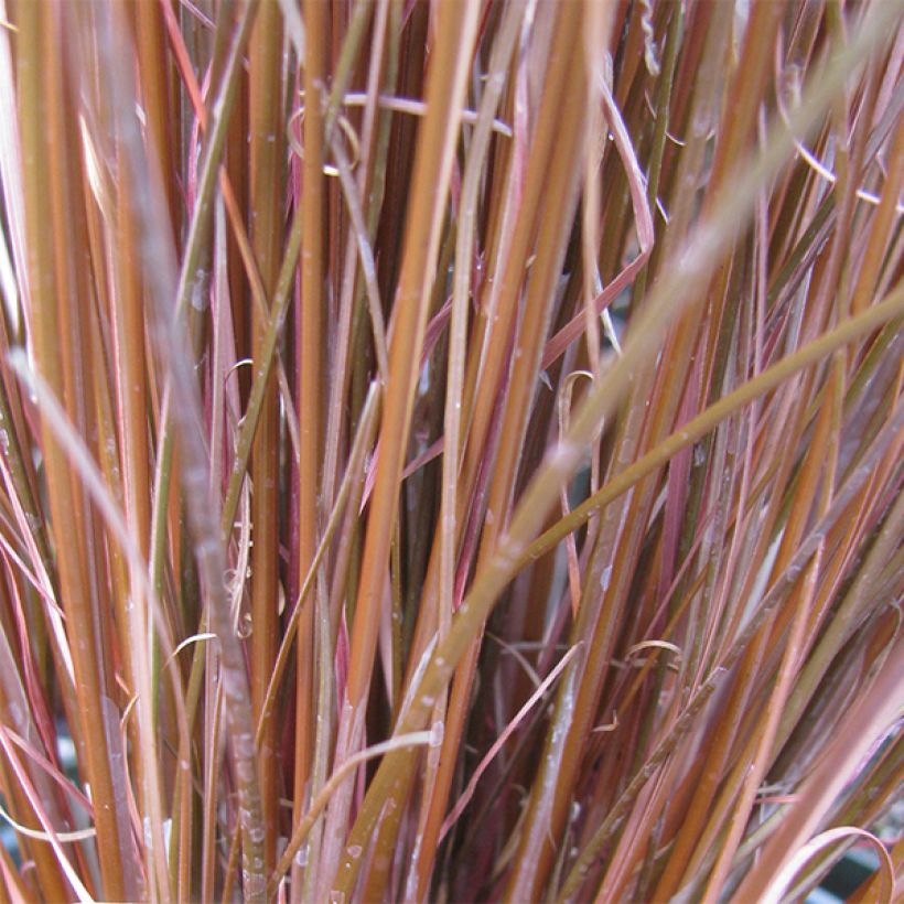 Carex buchananii - Carice di Buchanan (Fogliame)