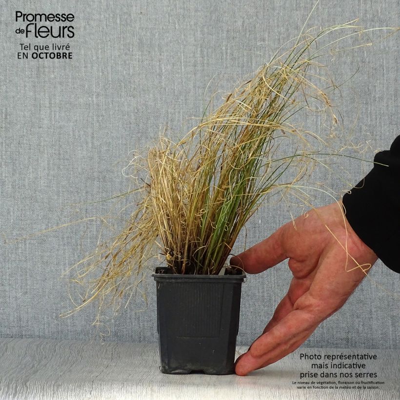 Esemplare di Carex buchananii Viridis - Carice di Buchanan Vasetto da 8/9 cm come consegnato in autunno