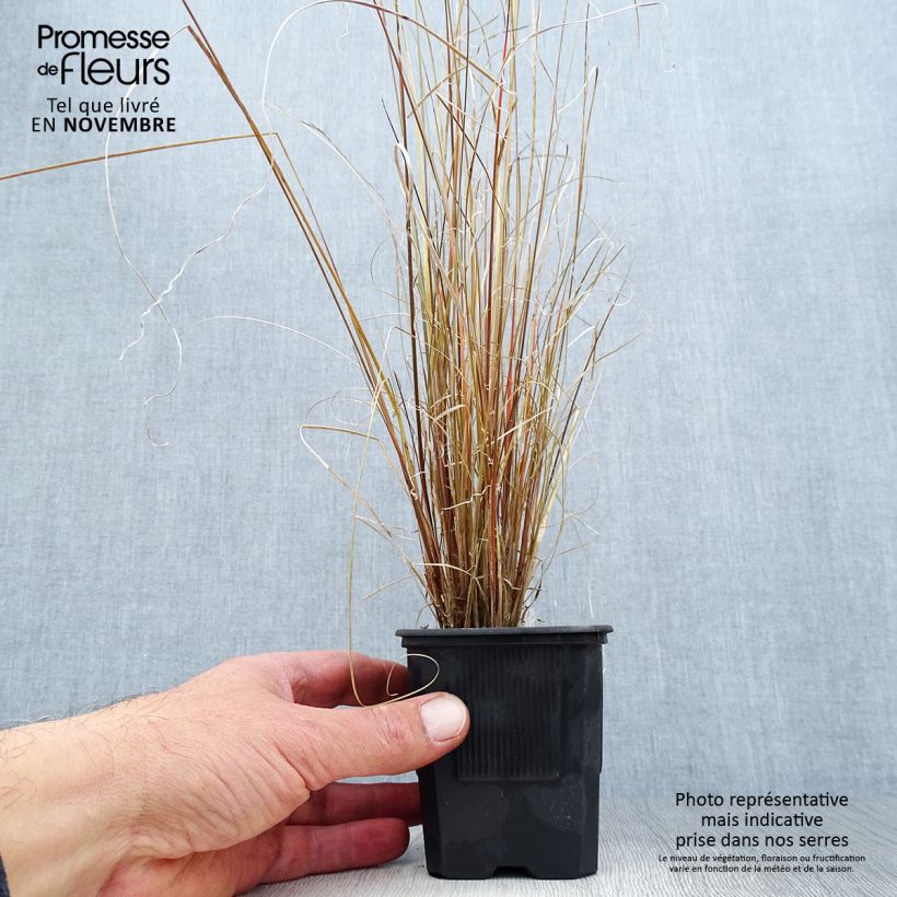 Esemplare di Carex buchananii - Carice di Buchanan Vasetto da 8/9 cm come consegnato in autunno