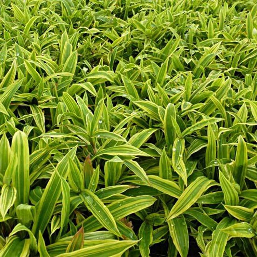 Carex ciliatomarginata Shima Nishiki (Fogliame)