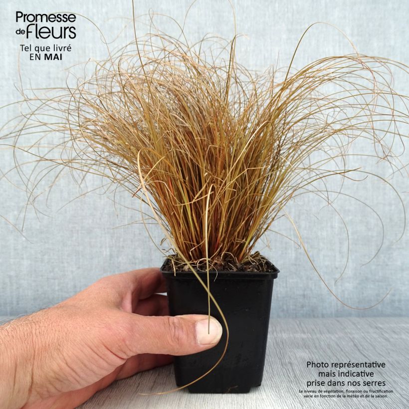 Carex comans Bronco Vasetto da 8/9 cm esemplare consegnato in primavera