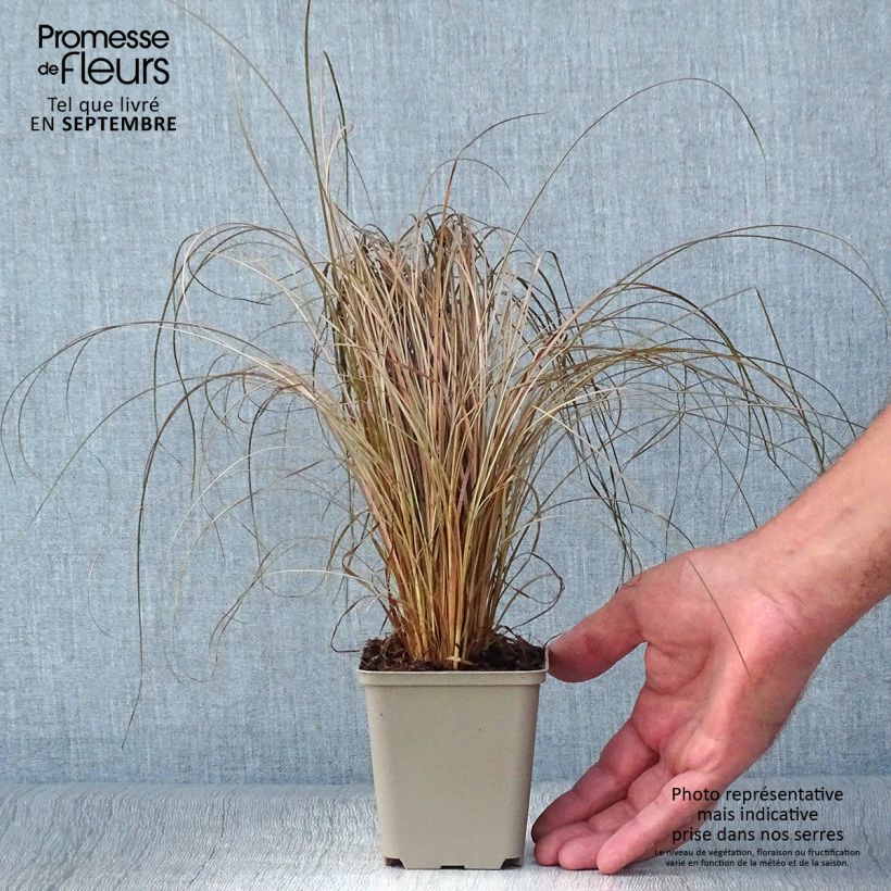 Esemplare di Carex comans Bronco Vasetto da 8/9 cm come consegnato in autunno