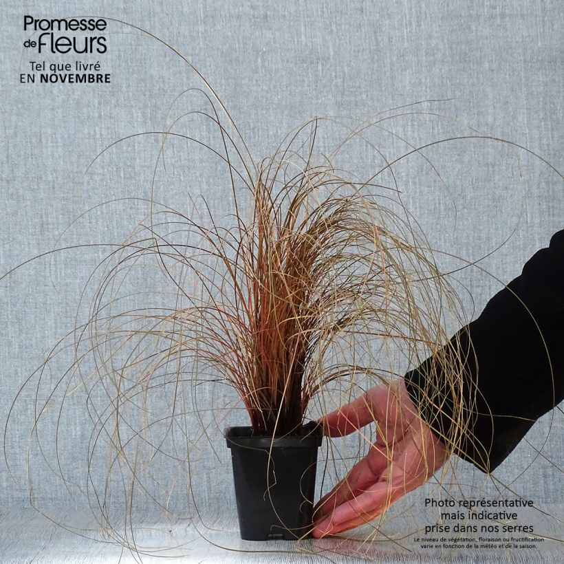 Esemplare di Carex comans Bronze Form Vasetto da 8/9 cm come consegnato in autunno