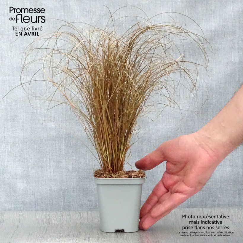 Carex comans Bronze Form Vasetto da 8/9 cm esemplare consegnato in primavera