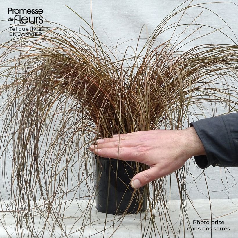 Carex comans Bronze Form Vaso da 2L/3L esemplare consegnato in inverno