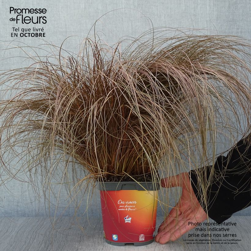 Esemplare di Carex comans Bronze Form Vaso da 2L/3L come consegnato in autunno