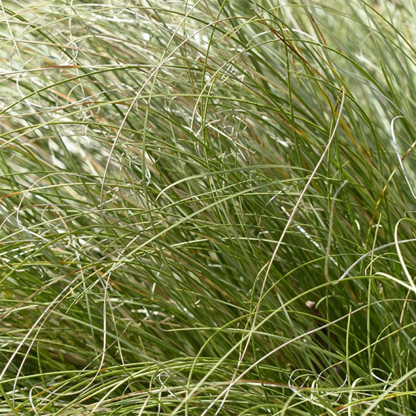 Carex comans Frosted Curls (Fogliame)
