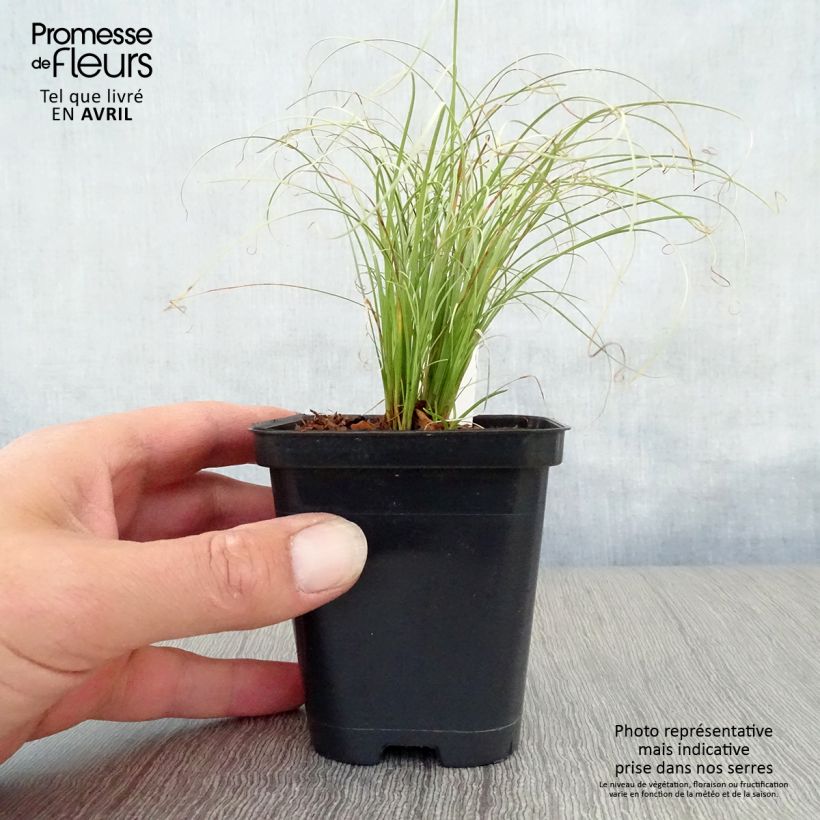 Carex comans Frosted Curls Vasetto da 8/9 cm esemplare consegnato in primavera
