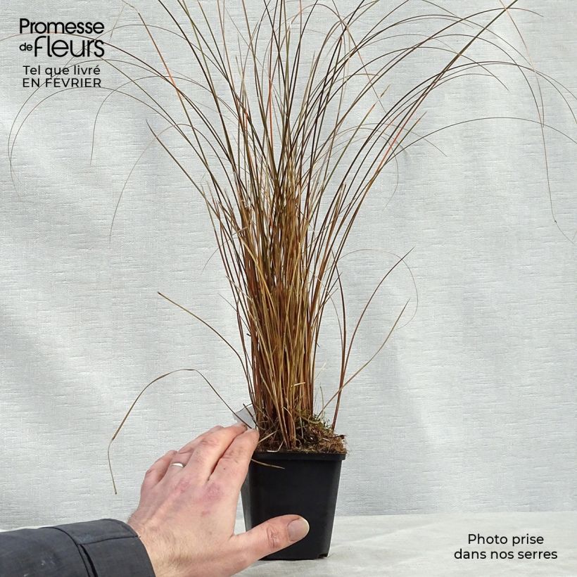 Carex comans Milk Chocolate Vasetto da 8/9 cm esemplare consegnato in inverno