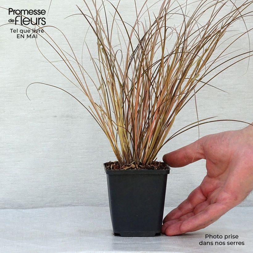 Carex comans Milk Chocolate Vasetto da 8/9 cm esemplare consegnato in primavera