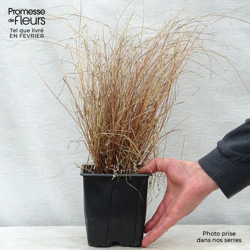 Carex comans Milk Chocolate Vaso da 2L/3L esemplare consegnato in inverno