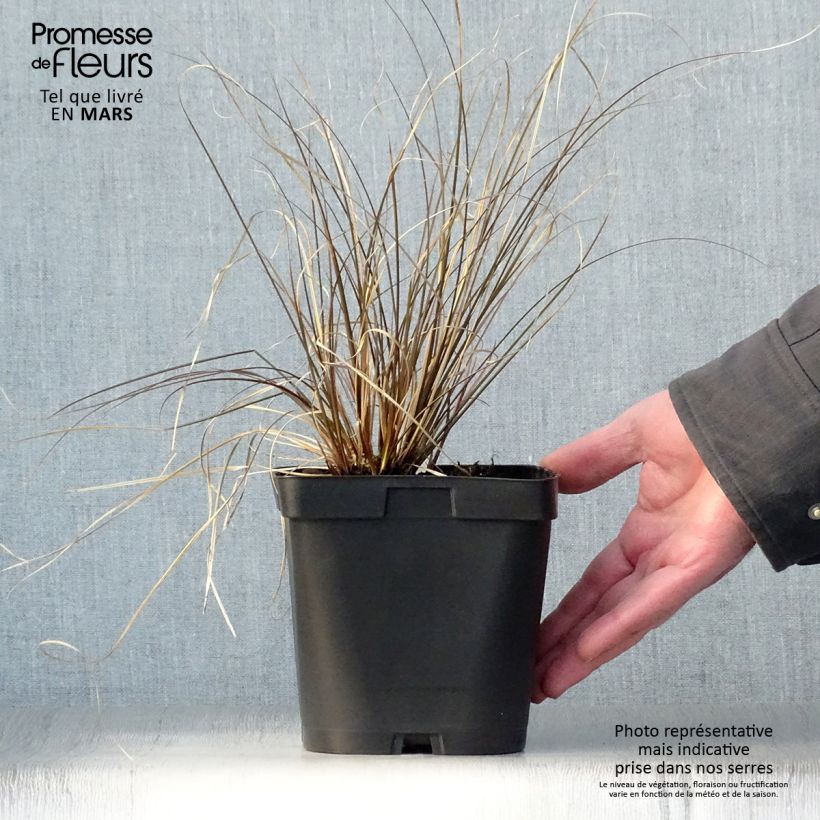 Carex comans Milk Chocolate Vaso da 2L/3L esemplare consegnato in primavera