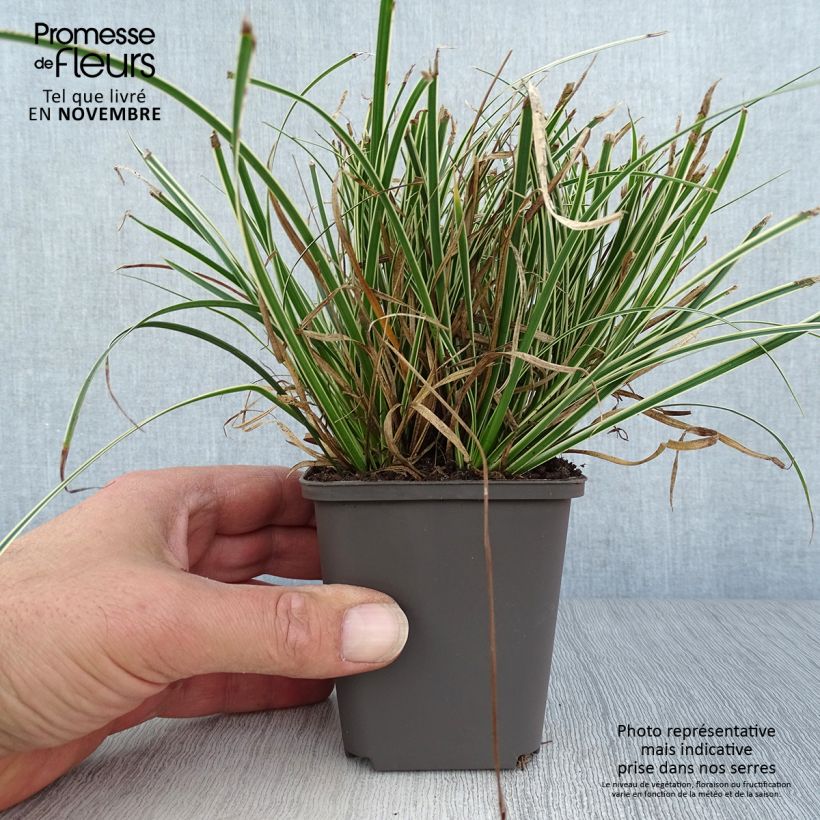 Esemplare di Carex conica Snowline Vasetto da 8/9 cm come consegnato in autunno
