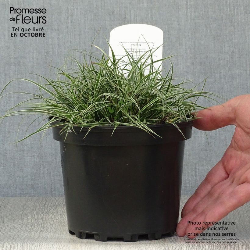 Esemplare di Carex conica Snowline Vaso da 2L/3L come consegnato in autunno