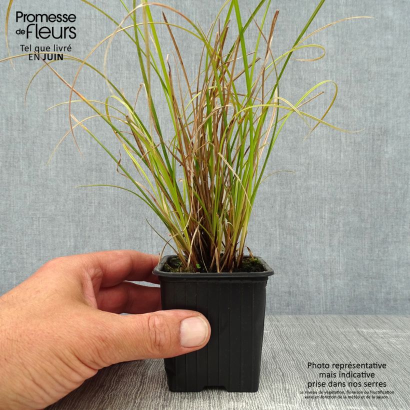 Esemplare di Carex dipsacea Vasetto da 8/9 cm consegnato in estate